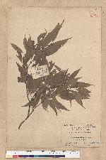 Neolitsea aciculata (Blume) Koidz. 銳葉新木薑子