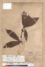 Neolitsea konishii (Hayata) Kanehira & Sasaki 五掌楠