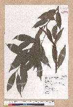 Cinnamomum insulari-montanum Hayata 山肉桂(台灣肉桂)