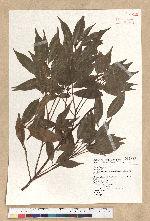 Neolitsea acuminatissima (Hayata) Kanehira et Sasaki 高山新木薑子