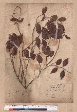 Lindera akoensis Hayata 內冬子