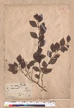 Lindera akoensis Hayata 內冬子
