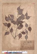 Lindera atrychnifolia Sieb. et Zucc.