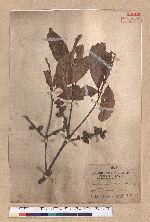 Pasania taitoensis (Hayata) Liao 臺東石櫟