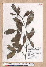 Litsea akoensis Hayata 屏東木薑子