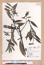 Litsea cubeba (Lour.) Persoon 山胡椒