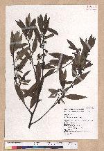 Litsea cubeba (Lour.) Persoon 山胡椒