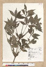 Neolitsea acuminatissima (Hayata) Kanehira et Sasaki 高山新木薑子