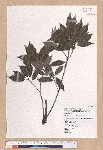 Cyclobalanopsis longinux (Hayata) Schott. 錐果櫟