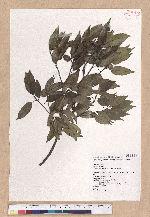 Cyclobalanopsis globosa Lin & Liu 圓果椆