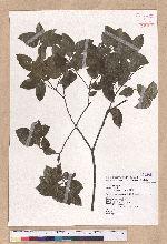 Quercus tarokoensis Hayata 太魯閣櫟