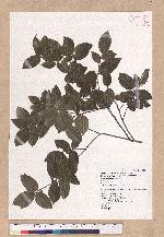 Quercus tarokoensis Hayata 太魯閣櫟