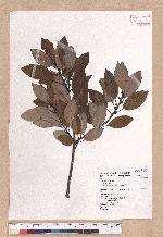 Litsea coreana H. Levl. 鹿皮斑木薑子