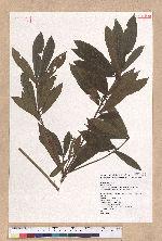 Litsea elongata (Wall. ex Nees) Benth. et Hook. f. var. mushaensis (Hayata) J. C. Liao 霧社木薑子