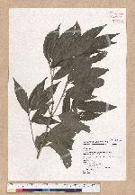 Cyclobalanopsis stenophylloides (Hayata) Kudo & Masamune ex Kudo 狹葉櫟