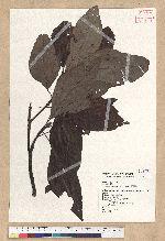 Sassafras randaiense (Hayata) Rehder 臺灣擦樹