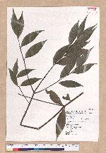 Cinnamomum insulari-montanum Hayata 山肉桂(台灣肉桂)