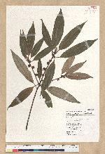 Neolitsea aciculata (Blume) Koidz. var. variabillima (Hayata) J. C. Liao 變葉新木薑子