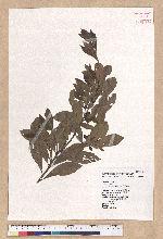 Litsea hypophaea Hayata 小梗木薑子(黃肉樹)