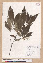 Castanopsis formosana (Skan) Hayata 臺灣栲