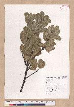 Quercus spinosa A. David ex Fr. 高山櫟