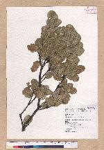 Quercus spinosa A. David ex Fr. 高山櫟