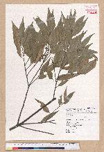 Castanopsis carlesii (Hemsl.) Hayata 長尾栲