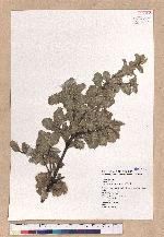 Quercus spinosa A. David ex Fr. 高山櫟