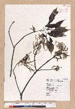 Cyclobalanopsis glauca (Thunb.) Oerst. 青剛櫟