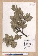 Quercus spinosa A. David ex Fr. 高山櫟