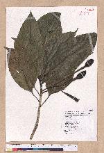 Dehaasia triandra Merr. 腰果楠