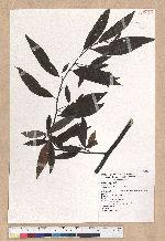 Litsea cubeba (Lour.) Persoon 山胡椒