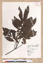 Litsea elongata (Wall. ex Nees) Benth. et Hook. f. var. mushaensis (Hayata) J. C. Liao 霧社木薑子