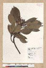 Machilus thunbergii Siebold & Zucc. 紅楠(豬腳楠)