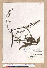 Litsea cubeba (Lour.) Persoon 山胡椒