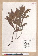 Litsea hypophaea Hayata 小梗木薑子(黃肉樹)
