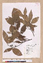 Litsea akoensis Hayata 屏東木薑子