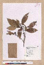 Litsea akoensis Hayata 屏東木薑子