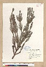 Cryptomeria japonica (L. f.) D. Don 柳杉