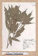 Pasania hancei (Benth.) Schott. var. ternaticupula (Hayata) Liao 三斗石櫟