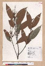 Castanopsis hystrix A. DC. 火燒柯