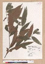 Castanopsis hystrix A. DC. 火燒柯