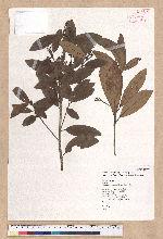 Litsea morrisonensis Hayata 玉山木薑子