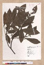 Litsea akoensis Hayata 屏東木薑子