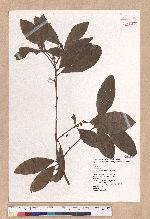 Litsea akoensis Hayata 屏東木薑子