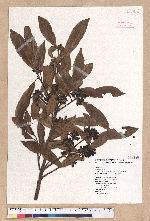 Litsea elongata (Wall. ex Nees) Benth. et Hook. f. var. mushaensis (Hayata) J. C. Liao 霧社木薑子