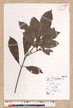 Litsea elongata (Wall. ex Nees) Benth. et Hook. f. var. mushaensis (Hayata) J. C. Liao 霧社木薑子