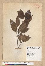 Neolitsea sericea (Blume) Koidz. 白新木薑子