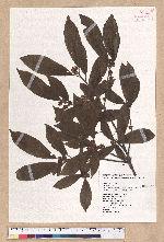 Litsea elongata (Wall. ex Nees) Benth. et Hook. f. var. mushaensis (Hayata) J. C. Liao 霧社木薑子