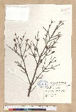 Tsuga chinensis (Franch.) Pritz. ex Diels var. formosana (Hayata) Li & Keng 臺灣鐵杉